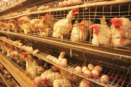 關于蛋雞產蛋后期蛋殼質量的控制