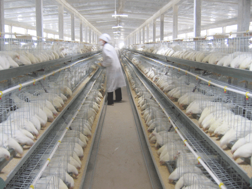 中國畜牧業協會